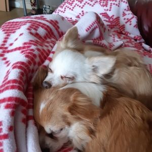 Meet your Posher, Anne